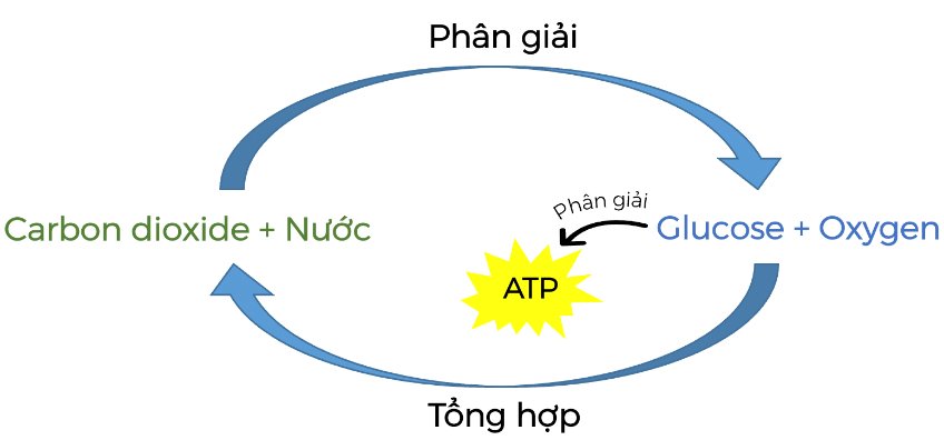 Hô hấp tế bào - Olm